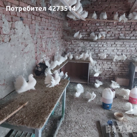 Продавам гълъби финерлии - бели и пъстри, снимка 6 - Гълъби - 53299830