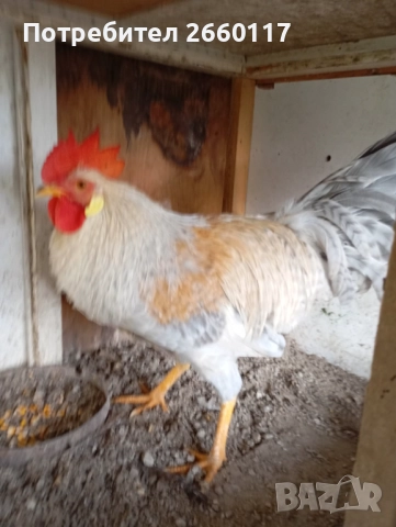 Италиански петел Легхорн