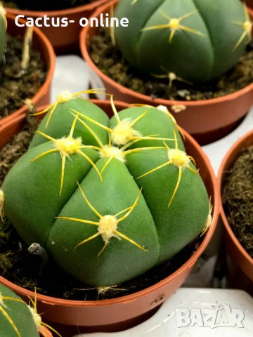 gymnocalycium horstii, снимка 2 - Стайни растения - 32874885