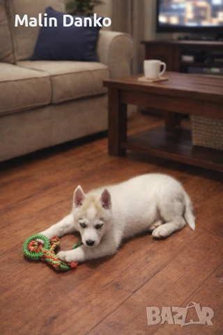  Невероятни Сибирски  Хъскита за резервация   , снимка 5 - Хъски - 53072309