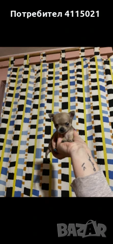 Мини чихуахуа, снимка 7 - Чихуахуа - 45990587
