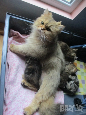 Британско коте, момиче, момче, маркирано, агути, таби, котка, котарак, котенце британче, снимка 8 - Други - 52152579