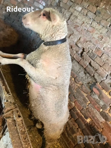 Заплодени/Бременни Овце (Мутон Шароле и др.), снимка 9 - Овце - 52941866