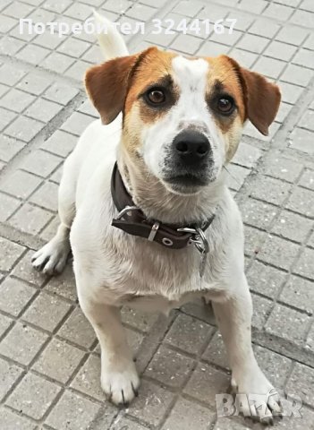 Чистокръвен Джак Ръсел за разплод 
