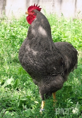 Свободни 4 кокошки Ивичест плимутрок на 1г и 8м- внасяни от мен от Турция - много добри , снимка 2 - други­ - 52424468