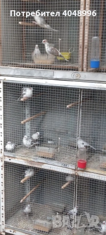 Диамантени гугутки, снимка 5 - други­ - 53403292