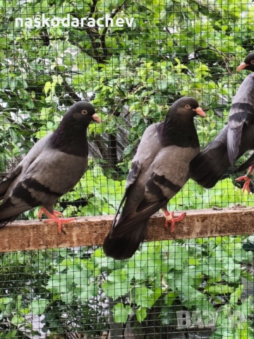 Гълъби на въртене - преметачи различни цветове, т.нар. поморийски ролери , снимка 17 - Гълъби - 52409994