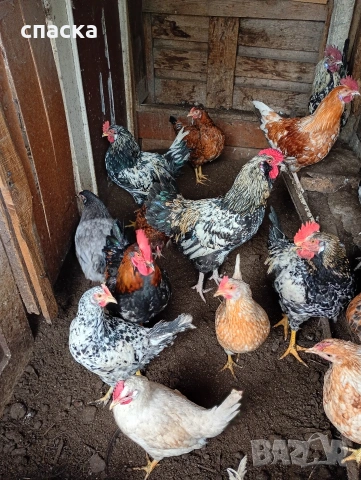 Млади петлета 