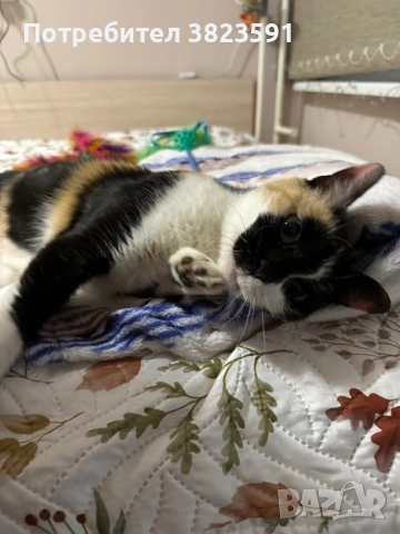 Търсим дом на женско котенце с направени ваксини, паспорт и изследвания, снимка 5 - Други - 52398990