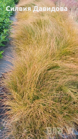 Карекс Прериен огън 