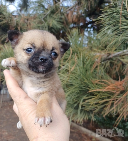 Чистокръвни мини чихуахуа , снимка 11 - Чихуахуа - 53380954