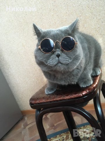 Слънчеви очила за котки и кучета , очила за куче котка, снимка 7 - За котки - 28157944