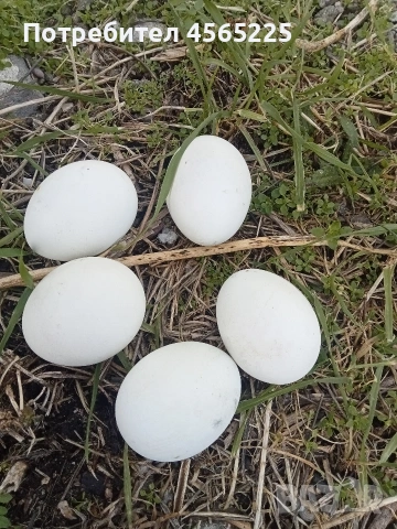 Яйца, снимка 2 - други­ - 53085203