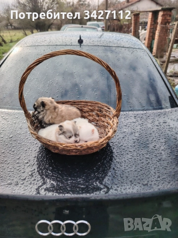 Померански шпиц, снимка 6 - Померан - 52670369