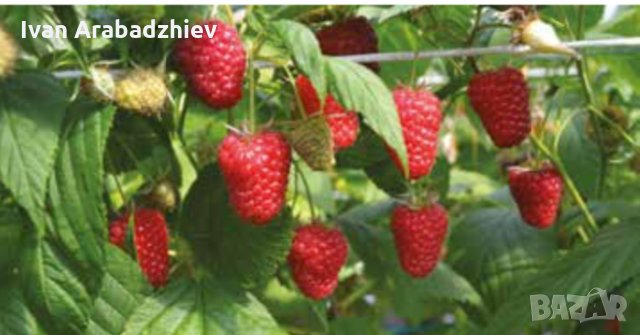 Разсад Малини, снимка 3 - Сортови семена и луковици - 28250241