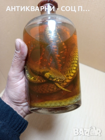 Стари Образователни Препарирани Змий В Стъклено Шише. , снимка 5 - Антикварни и старинни предмети - 52930650