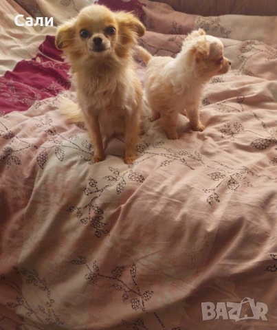 Продавам чихуахуа , снимка 2 - Чихуахуа - 53219849