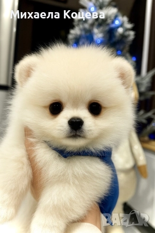 Мини Померани 