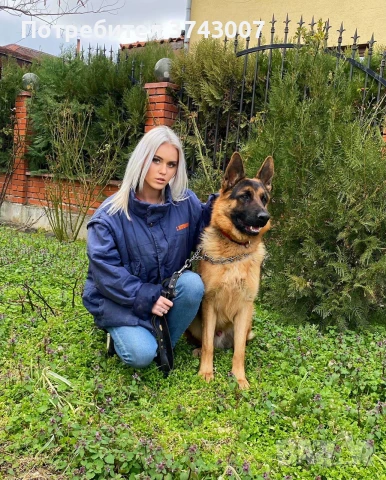 Дресировка на кучета и чатбот ветеринар, снимка 2 - Ветеринари и услуги - 50732638