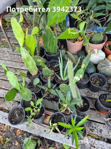 Кактуси , снимка 7 - Градински цветя и растения - 47459512
