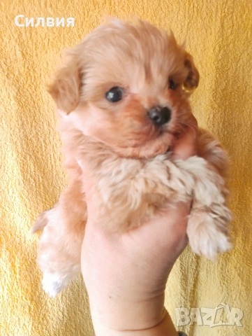 предлагам малтипу