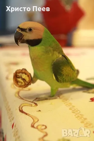 Ръчно хранени бебета папагали от развъдник, снимка 5 - Папагали - 49234289