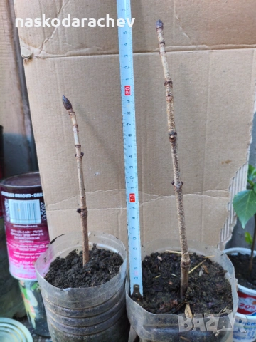 Кестен конски фиданки разсад, снимка 4 - Градински цветя и растения - 44387533
