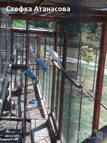 Малки Александри, снимка 4 - Папагали - 50990222