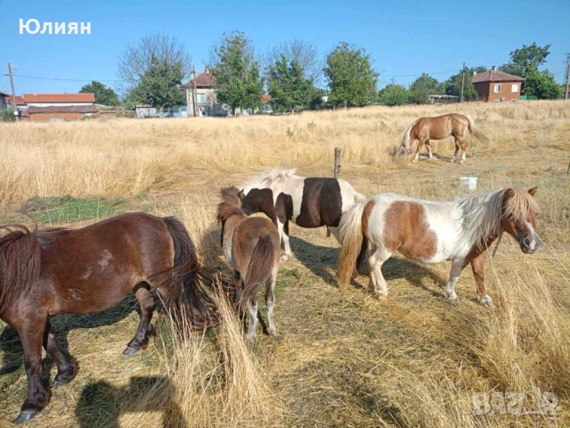 Продавам понита и коне