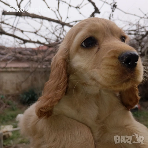 Кокер Шпаньол , снимка 8 - Кокер шпаньол - 53220425