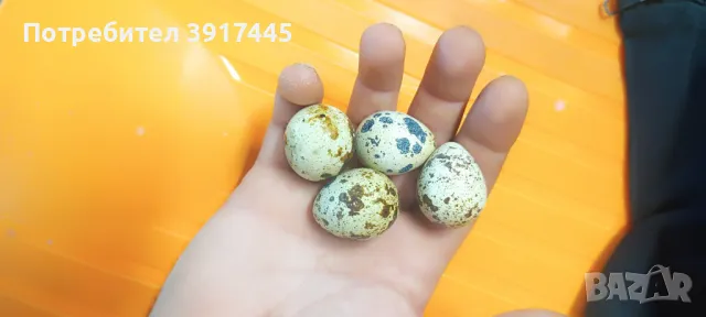 Пъдпъдъчи яйца 12бр. 4лв