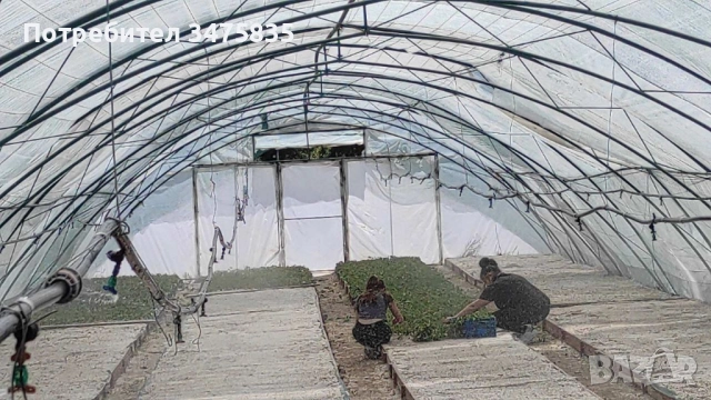 Расад маслодайна роза(Дамасцена,Сентифолиа,Алба), снимка 3 - Сортови семена и луковици - 52329100