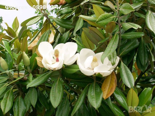 Магнолия Грандифлора  “Magnolia Grandiflora”, снимка 3 - Разсади - 35664284