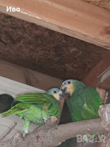 Продавам мъжка ара нобилис и мъжка веницуелска амазонаи или купувам женски, снимка 8 - Папагали - 50475253