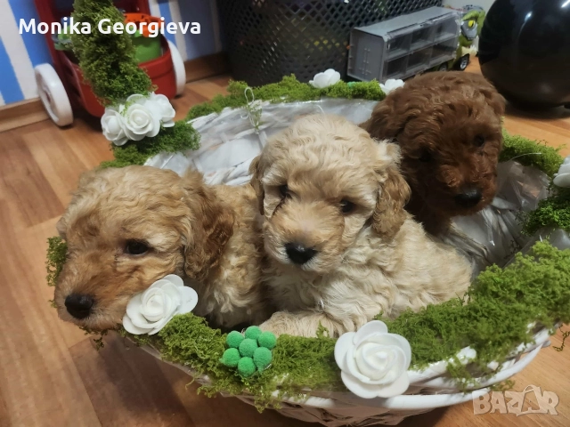 Продавам Пуделчета 