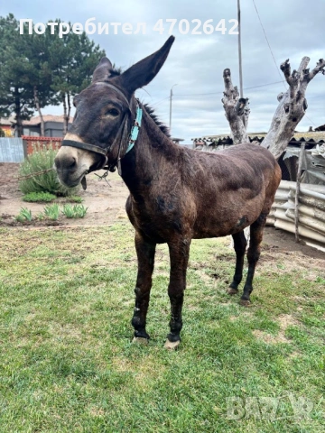 Продавам Магаре, снимка 5 - Други - 53025050