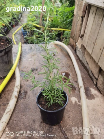 Розмарин – Разсад , снимка 5 - Разсади - 51410647