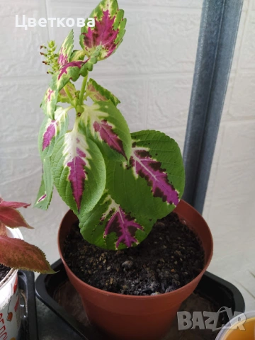 7 различни копривки+подарък и отстъпка, снимка 6 - Стайни растения - 53475491