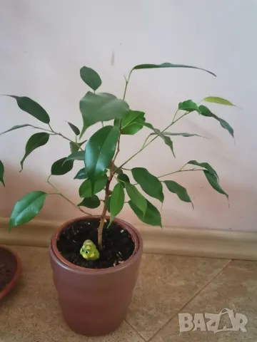 Бенджамин 150 см висок, снимка 6 - Стайни растения - 43049124
