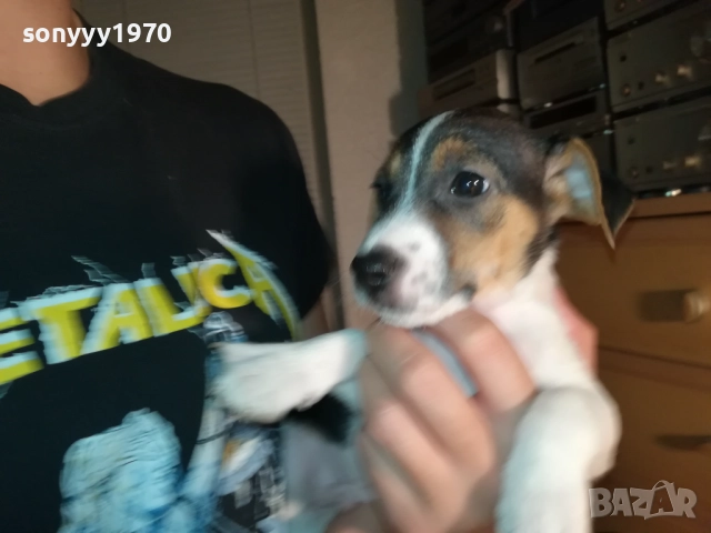 КУЧЕНЦЕ ДЖАК РЪСЕЛ 250ЛВ С ВАКСИНА И ПАСПОРТ 2310251706, снимка 4 - Джак ръсел териер - 52157021