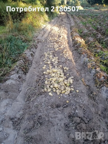 Картофи семе, снимка 7 - Разсади - 38859159