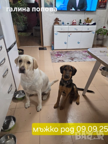 Търся стопани на кученца, снимка 6 - Други - 53074703