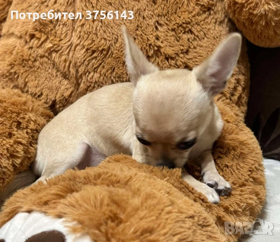 Мини Чихуахуа Момиченце Топ, снимка 4 - Чихуахуа - 53210833
