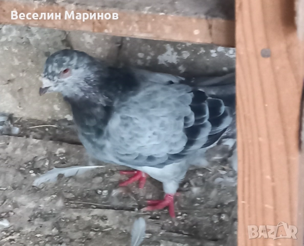 продавам  варненски  жьлти  6уменски2 модела  по6и спортни и стандарти и американци, снимка 17 - Гълъби - 51659125