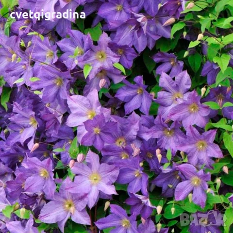 Clematis ‘Solina’