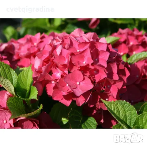 Хортензия Hydrangea red baron, снимка 3 - Градински цветя и растения - 50077881
