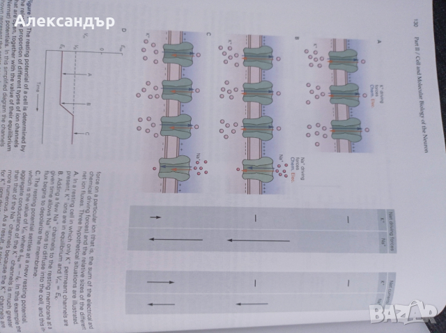 Принципи на невронните науки (на английски език), снимка 3 - Чуждоезиково обучение, речници - 44909530