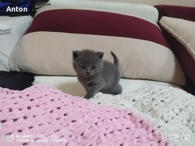 Британски котета, снимка 5 - Британска късокосместа - 52566124