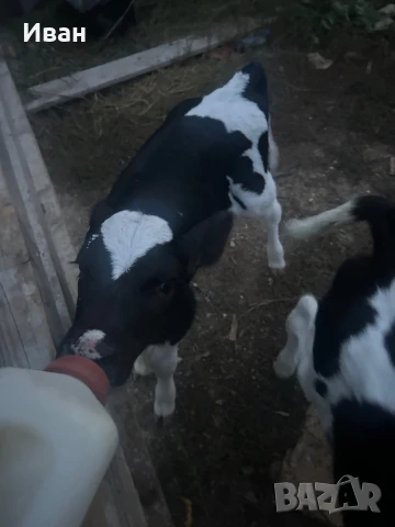 Телета, снимка 1