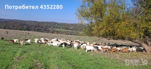 Кози 200лв, снимка 3 - Кози - 52164623